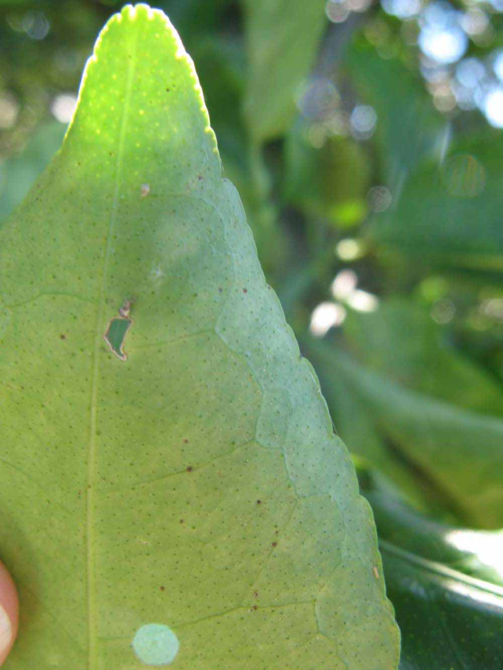              Margin (Winter Haven, FL)       